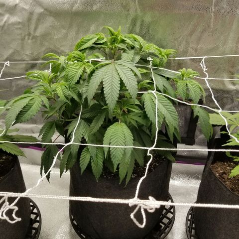 Caramelicious  growlog timeline photo