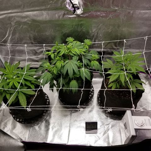 Caramelicious  growlog timeline photo