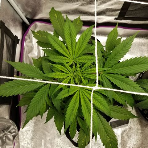 Caramelicious  growlog timeline photo