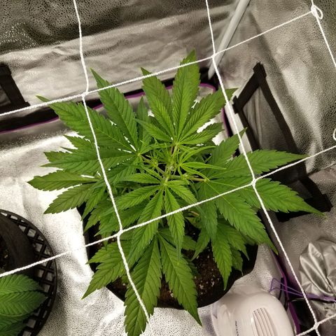 Caramelicious  growlog timeline photo