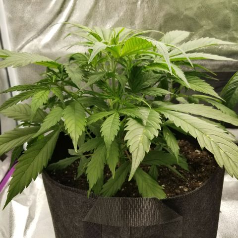 Caramelicious  growlog timeline photo