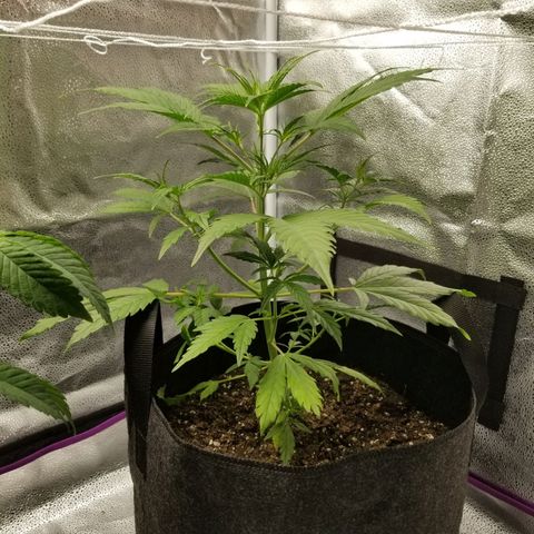 Caramelicious  growlog timeline photo