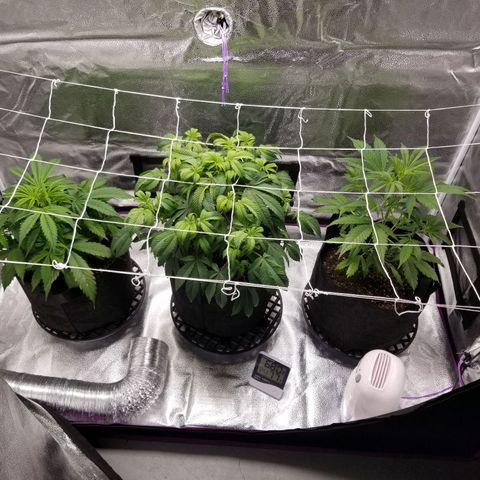 Caramelicious  growlog timeline photo