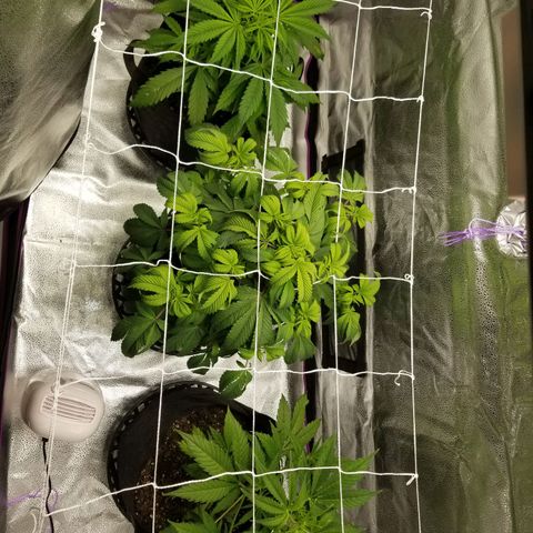 Caramelicious  growlog timeline photo