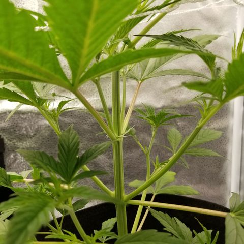 Caramelicious  growlog timeline photo