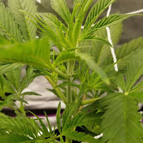 Caramelicious  growlog timeline photo