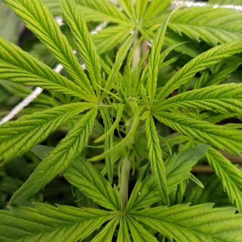 Caramelicious  growlog timeline photo