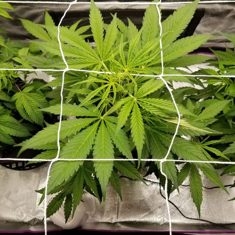 Caramelicious  growlog timeline photo