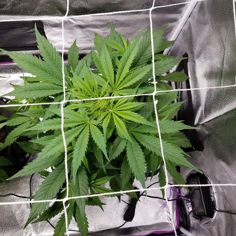 Caramelicious  growlog timeline photo