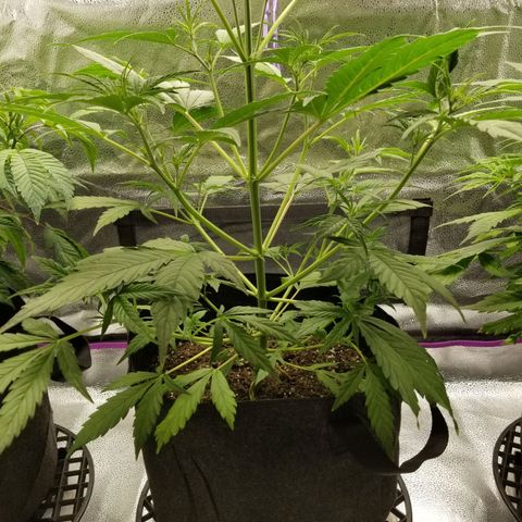Caramelicious  growlog timeline photo