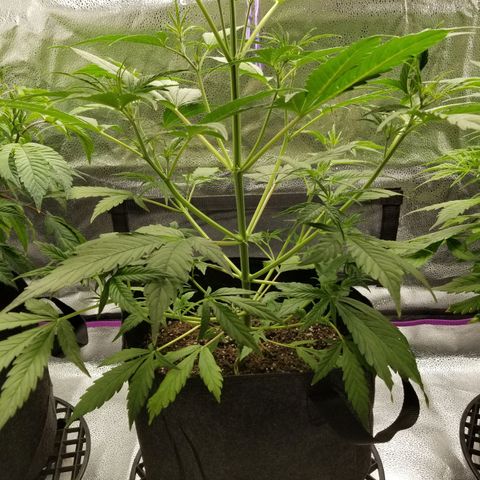 Caramelicious  growlog timeline photo