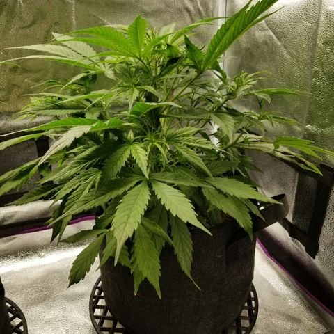 Caramelicious  growlog timeline photo