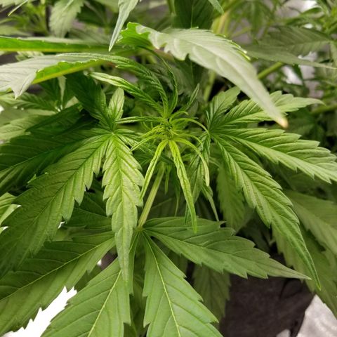 Caramelicious  growlog timeline photo
