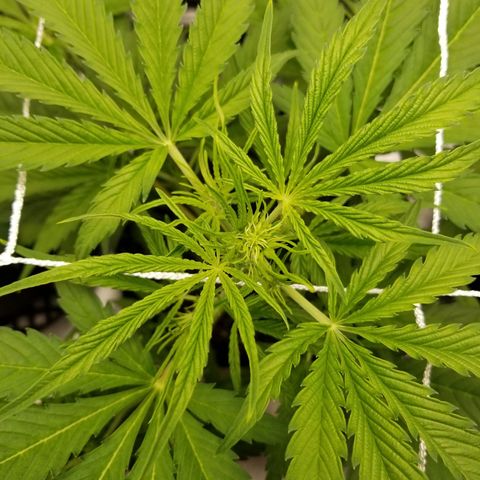 Caramelicious  growlog timeline photo