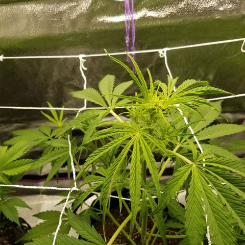 Caramelicious  growlog photo: Day after trim. Nutients given to the short plant (#1) only yesterday. 