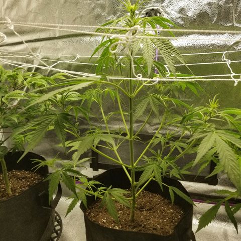 Caramelicious  growlog photo: Day after trim. Nutients given to the short plant (#1) only yesterday. 