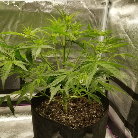 Caramelicious  growlog photo: Day after trim. Nutients given to the short plant (#1) only yesterday. 