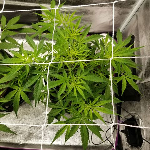 Caramelicious  growlog photo: Day after trim. Nutients given to the short plant (#1) only yesterday. 