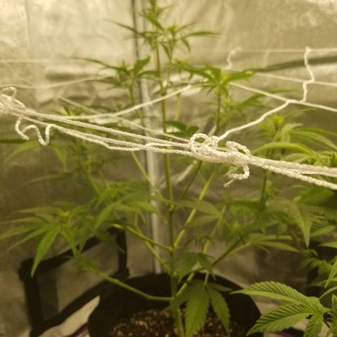 Caramelicious  growlog timeline photo