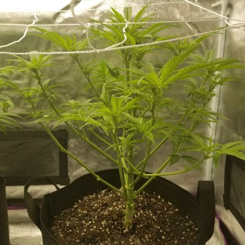 Caramelicious  growlog timeline photo