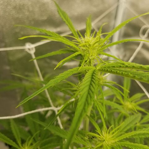 Caramelicious  growlog timeline photo