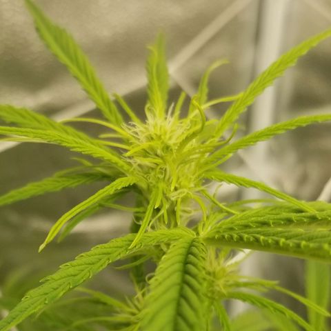 Caramelicious  growlog timeline photo