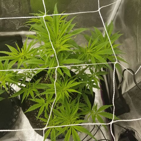 Caramelicious  growlog timeline photo