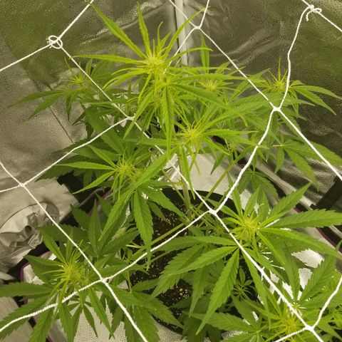 Caramelicious  growlog timeline photo