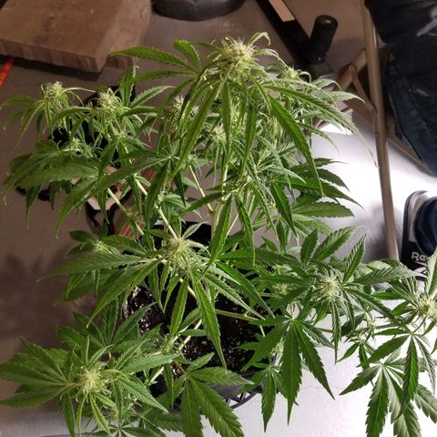 Caramelicious  growlog timeline photo