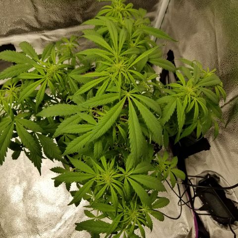 Caramelicious  growlog timeline photo