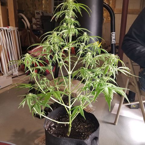 Caramelicious  growlog timeline photo