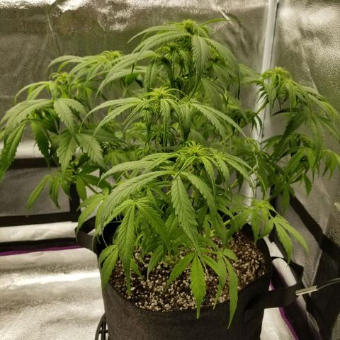 Caramelicious  growlog timeline photo