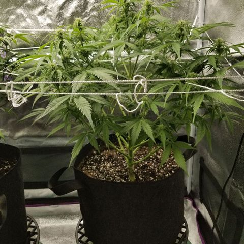 Caramelicious  growlog photo: Plant 1