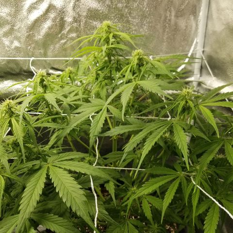 Caramelicious  growlog photo: Plant 1
