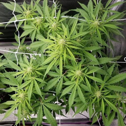 Caramelicious  growlog photo: Plant 1