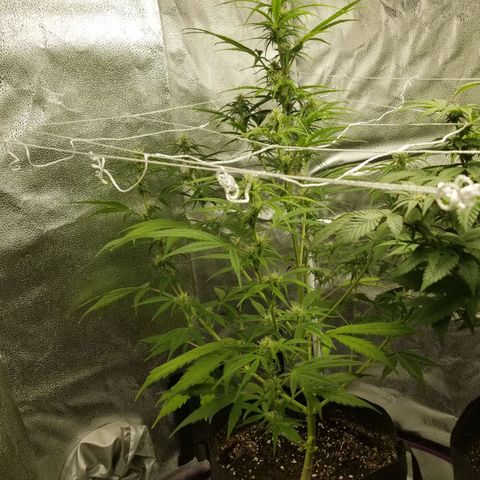 Caramelicious  growlog photo: Plant 2