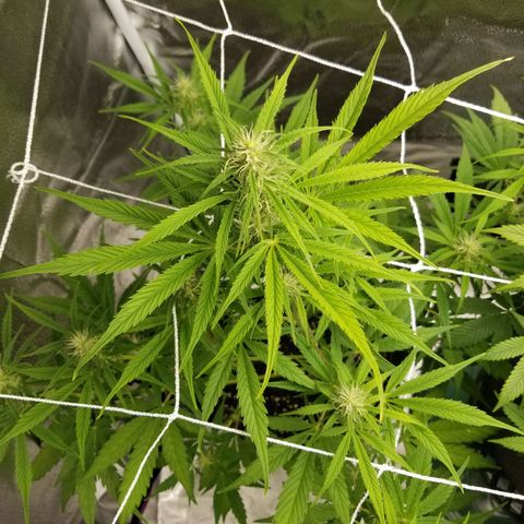 Caramelicious  growlog photo: Plant 2