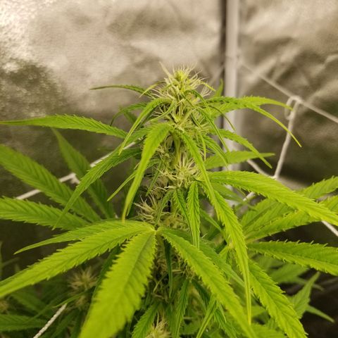 Caramelicious  growlog photo: Plant 2