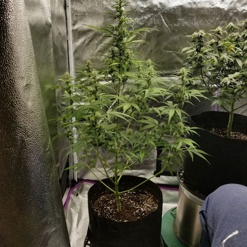 Caramelicious  growlog photo: Plant 2
