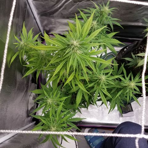 Caramelicious  growlog photo: Plant 2
