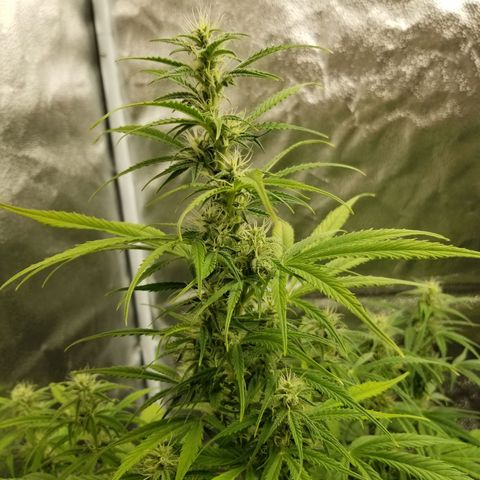 Caramelicious  growlog photo: Plant 2