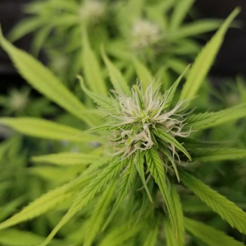 Caramelicious  growlog photo: Plant 2