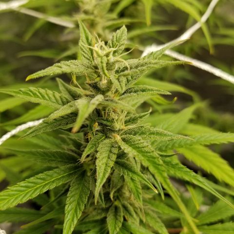 Caramelicious  growlog timeline photo