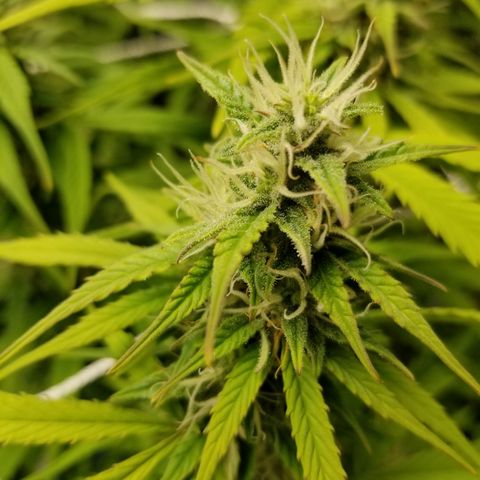 Caramelicious  growlog timeline photo