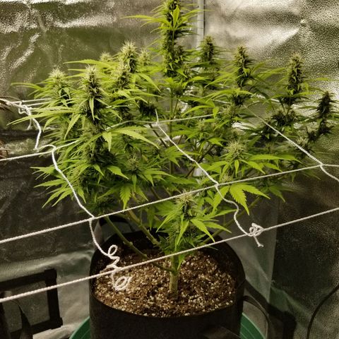 Caramelicious  growlog timeline photo
