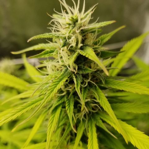 Caramelicious  growlog timeline photo