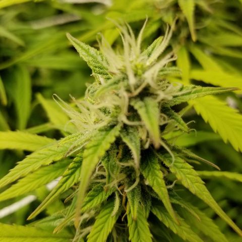 Caramelicious  growlog timeline photo