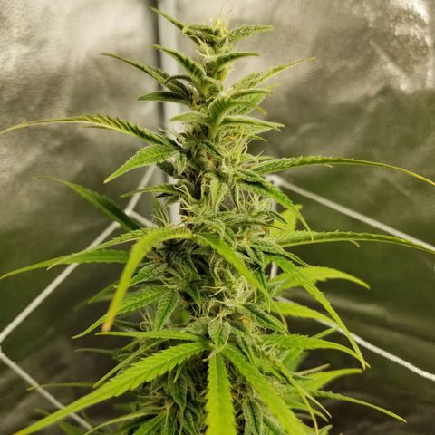 Caramelicious  growlog timeline photo