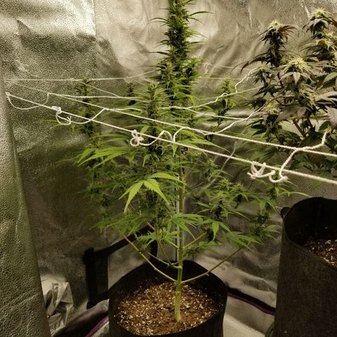 Caramelicious  growlog timeline photo