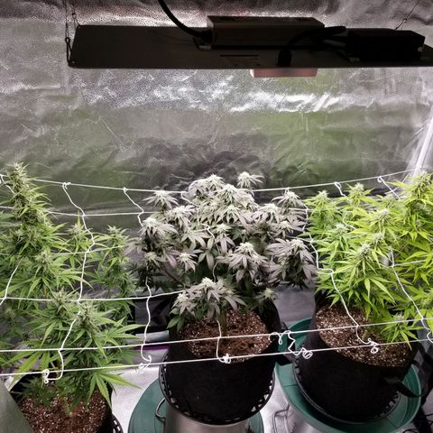 Caramelicious  growlog timeline photo